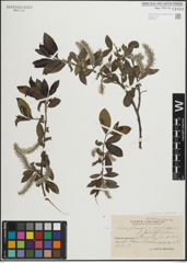 Foto von Salix glauca L. x Salix nigricans Sm.